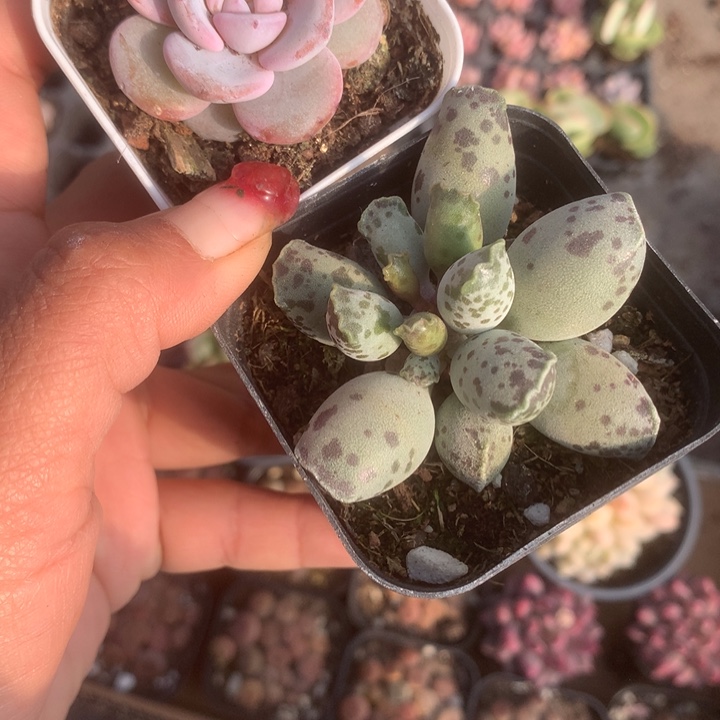 韩版奶茶。海豹子。（满9.99包邮不满9.99发空盆）