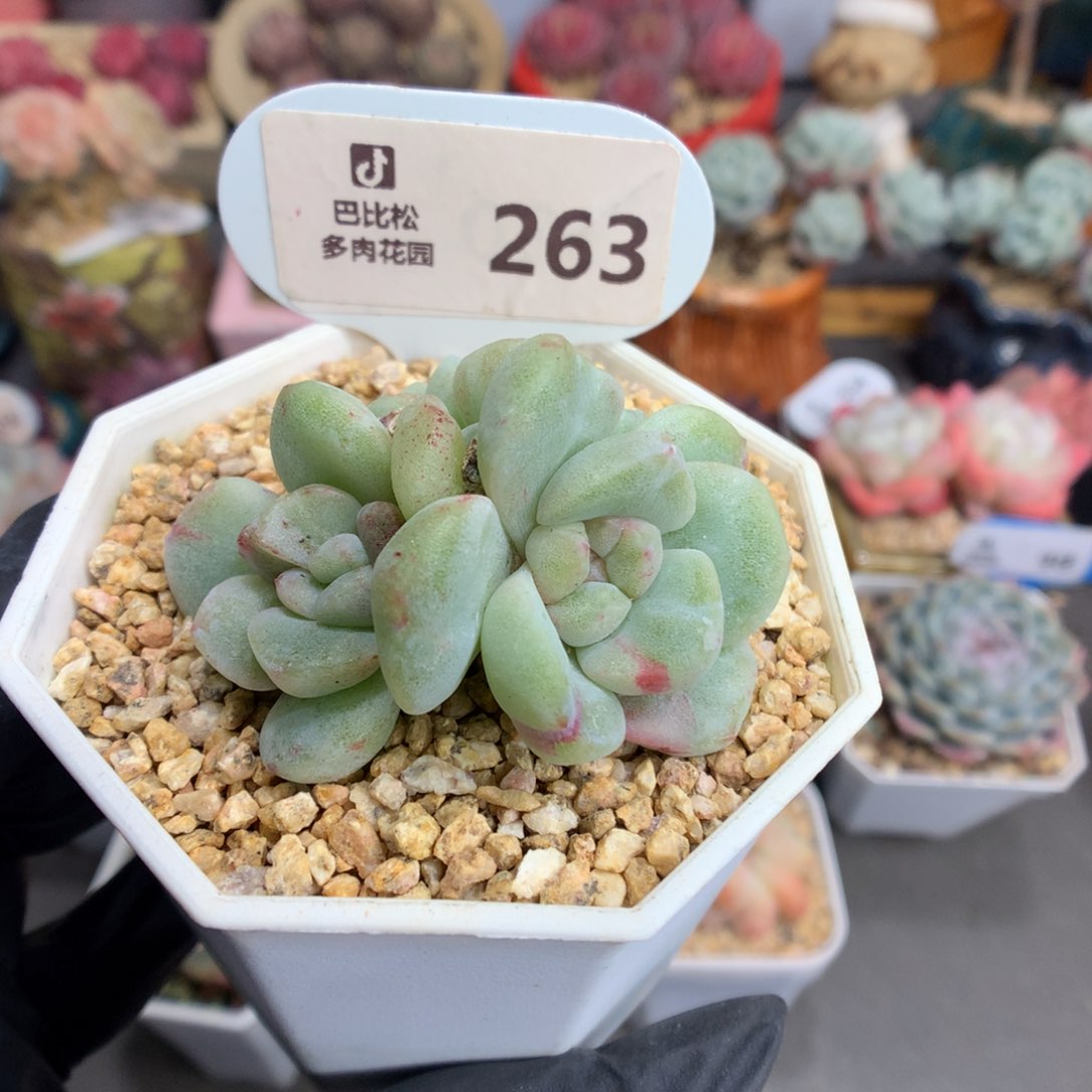 263 三头冰玉石化