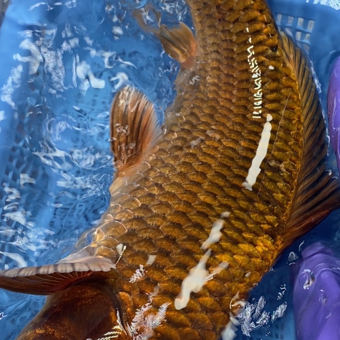 锦鲤冷水錦鯉包郵