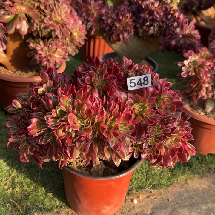 糖果女巫法师锦548