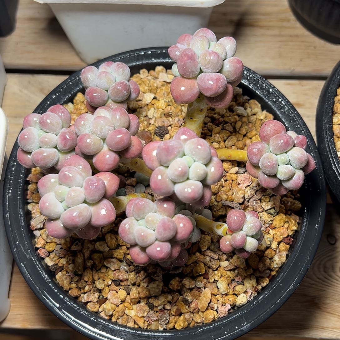 8-13-53精控圆叶粉恋