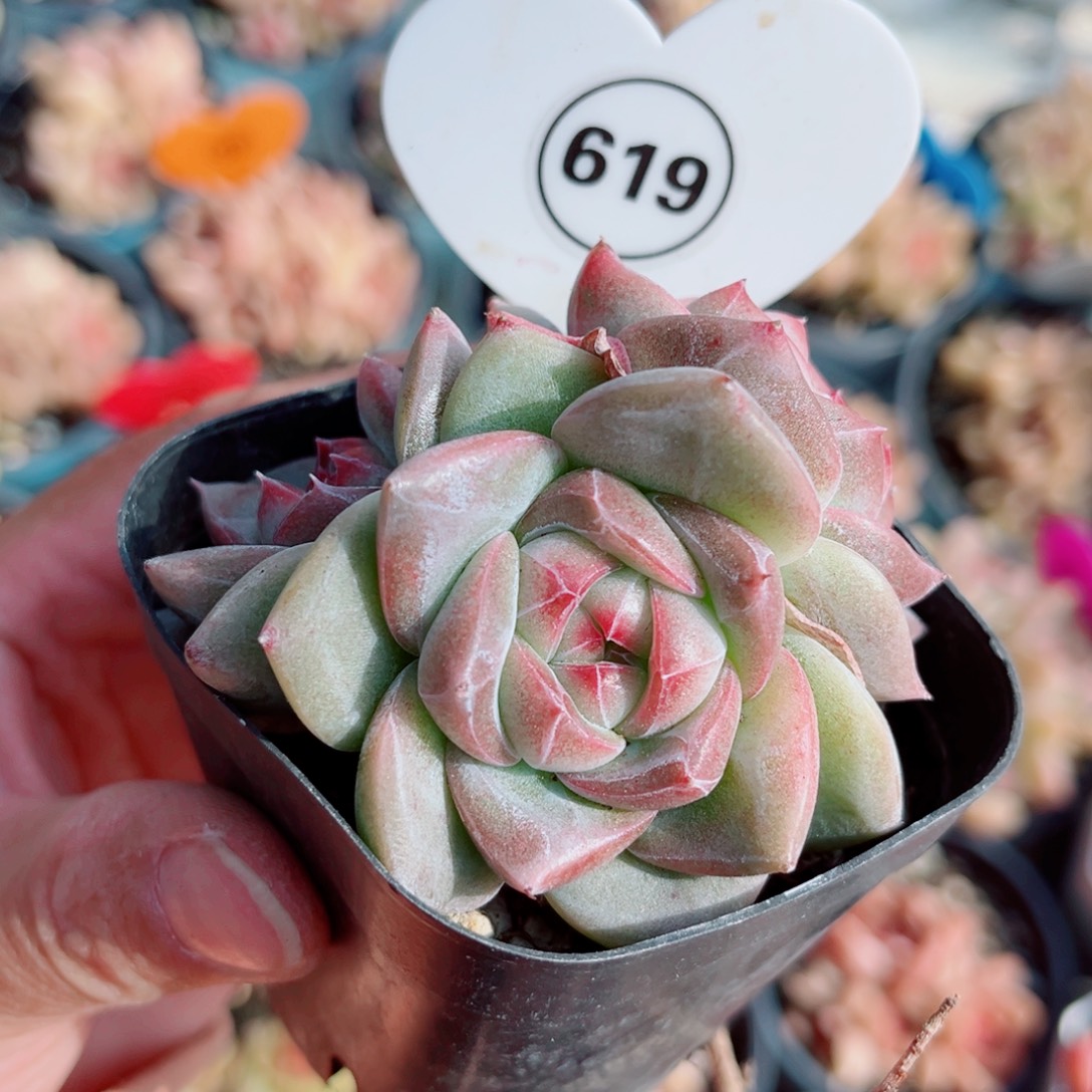 甜***力619号小老桩珍妮群