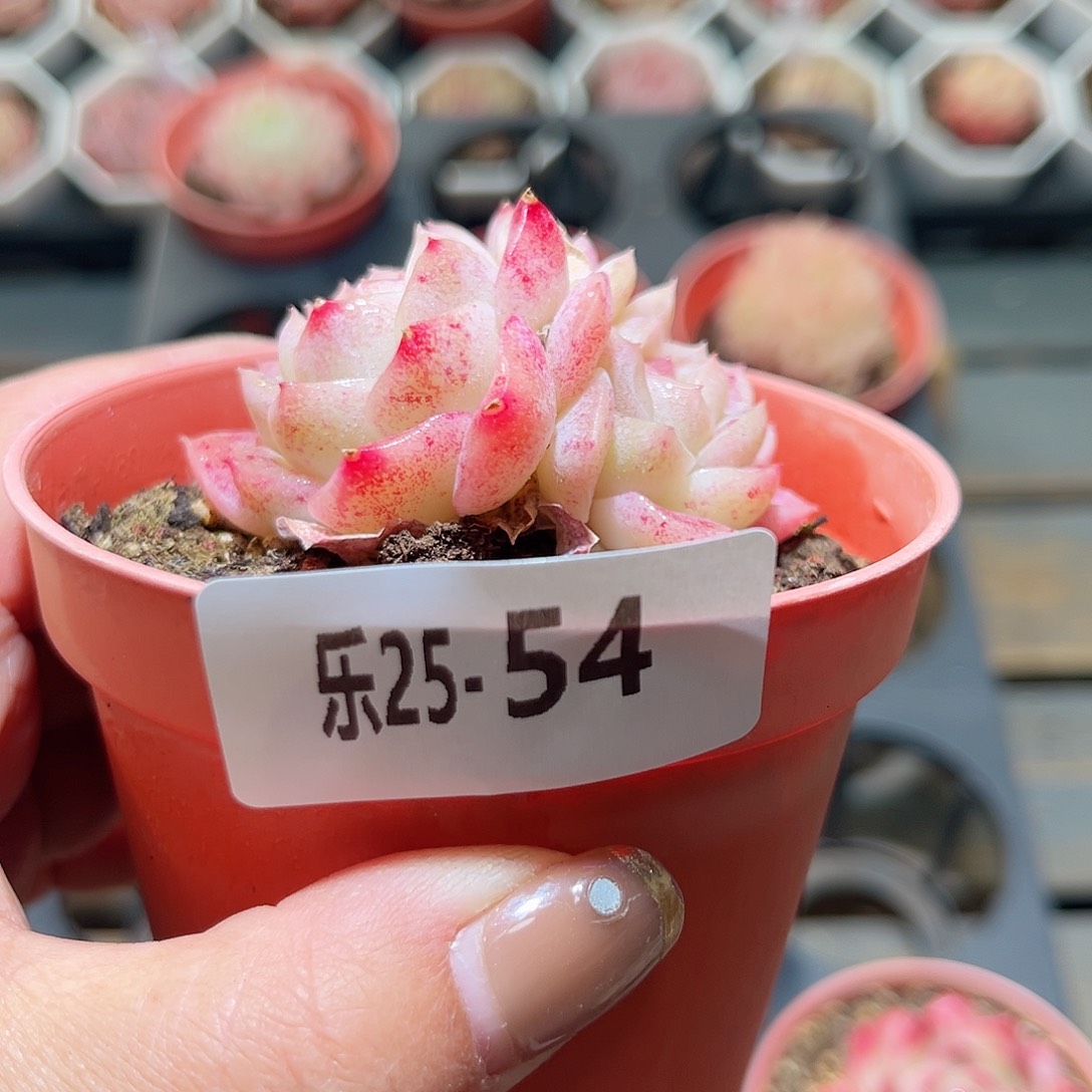 乐25-54 新品双头