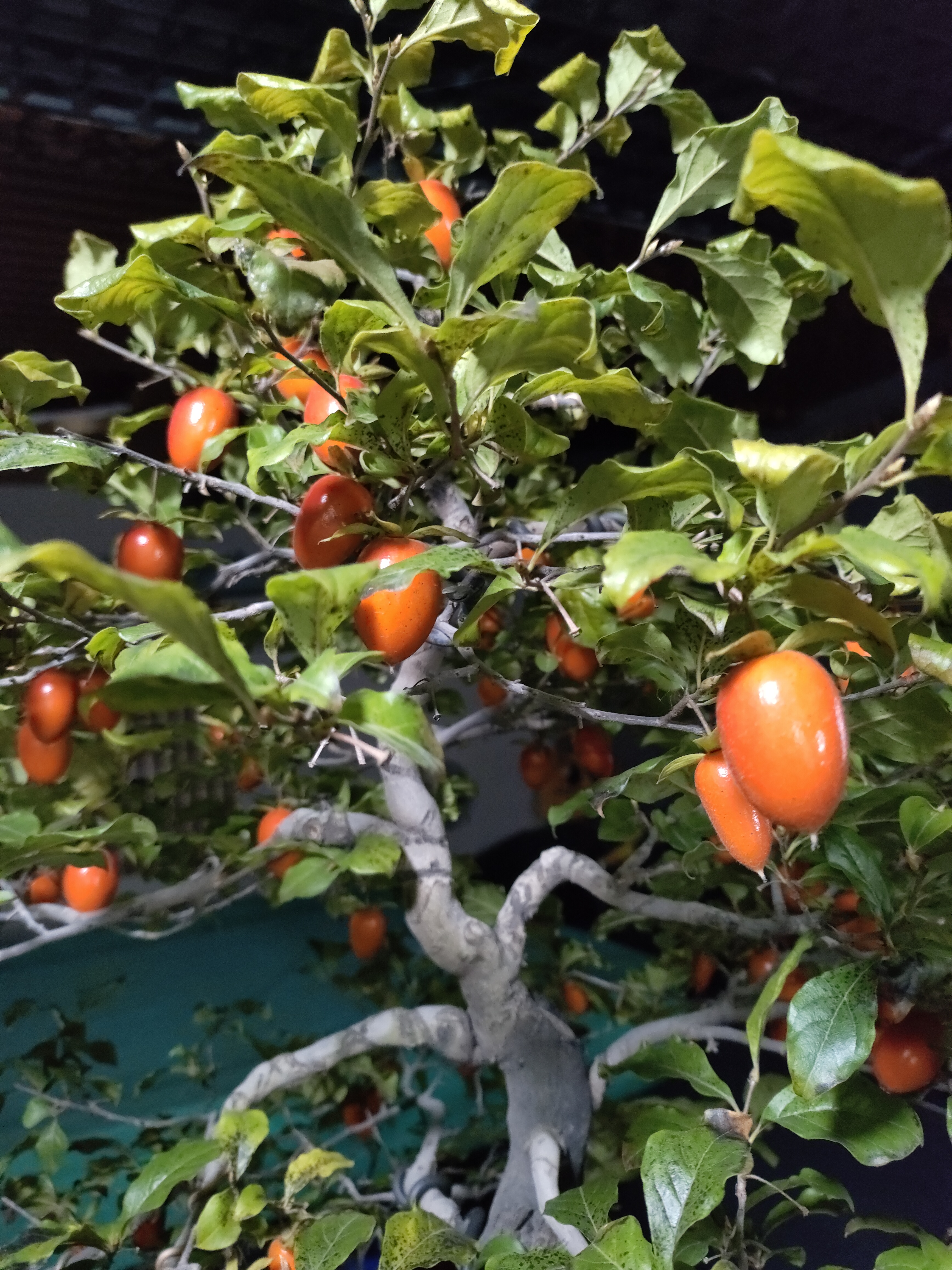 老鸭柿~金弹子~红枫