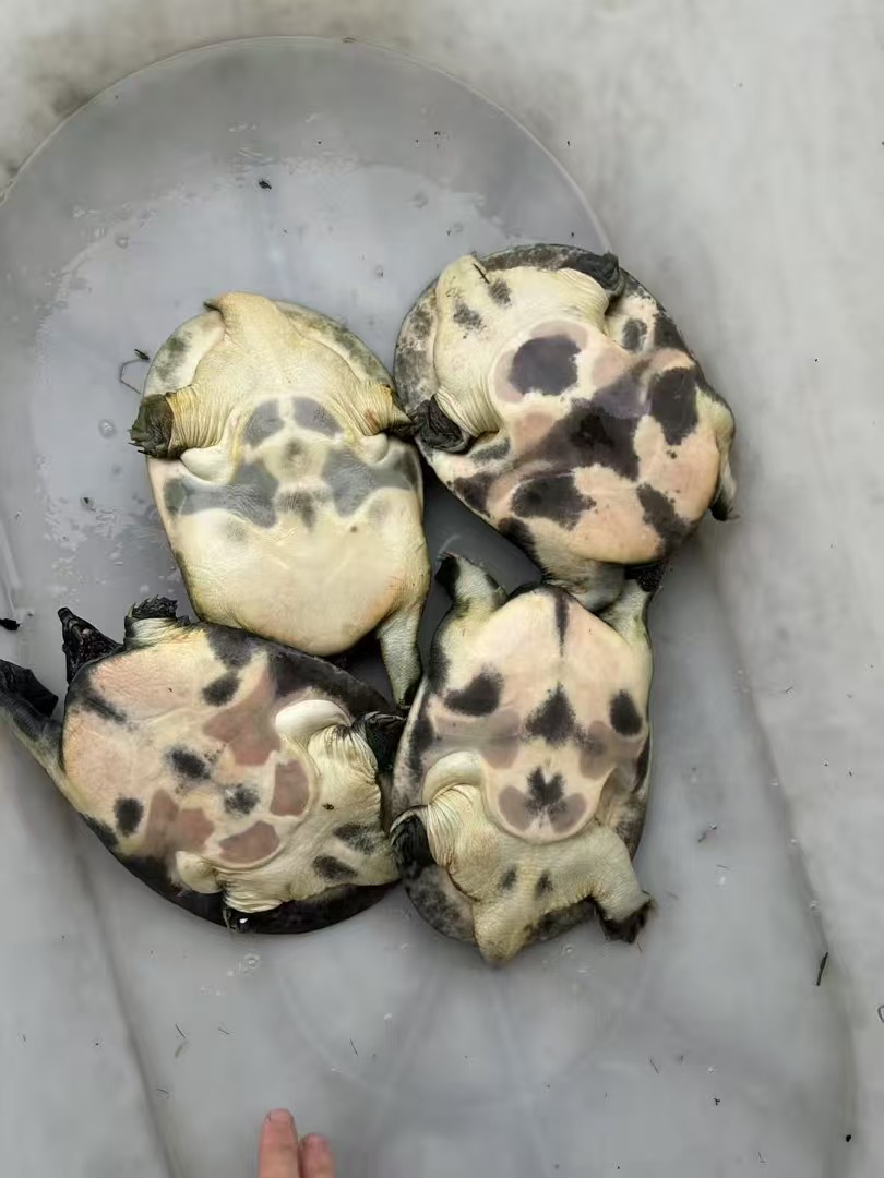 （78）生态中华花鳖
