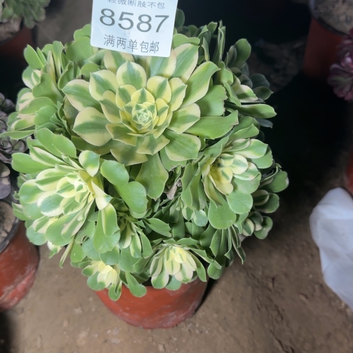 8587辛尼亚多肉植物