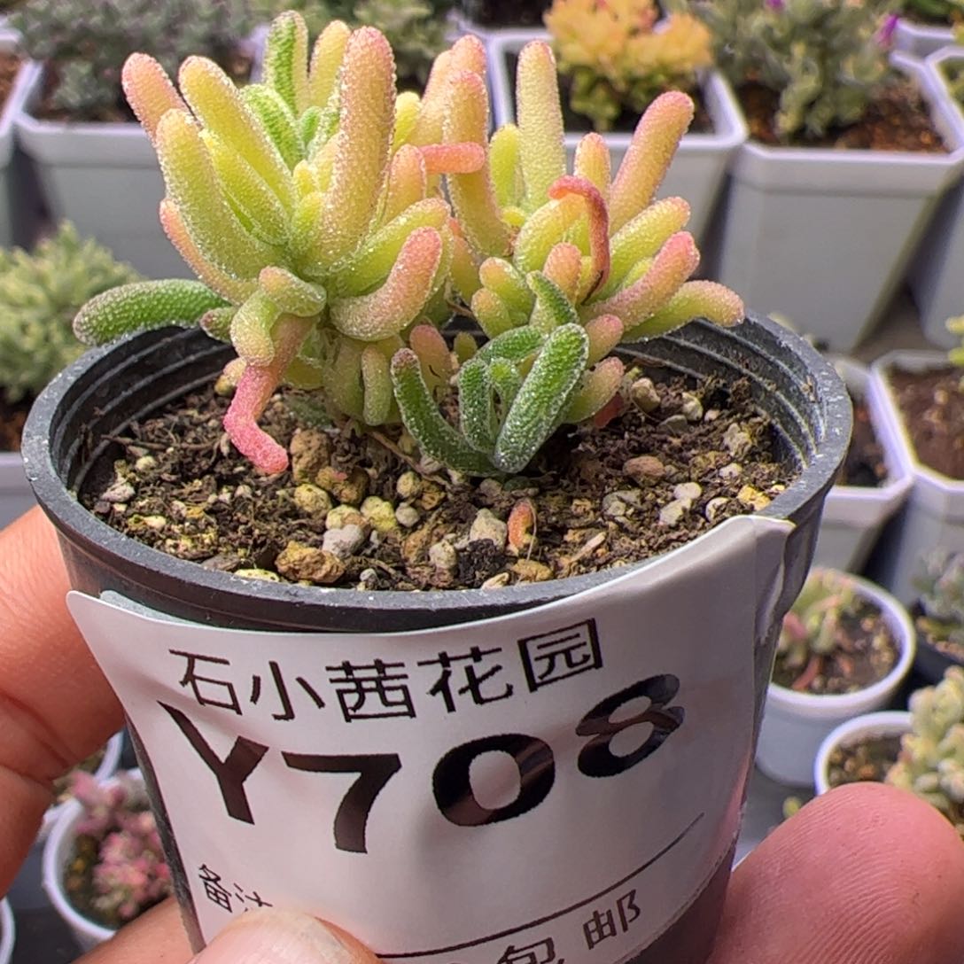 多肉植物枝干荧光兔锦