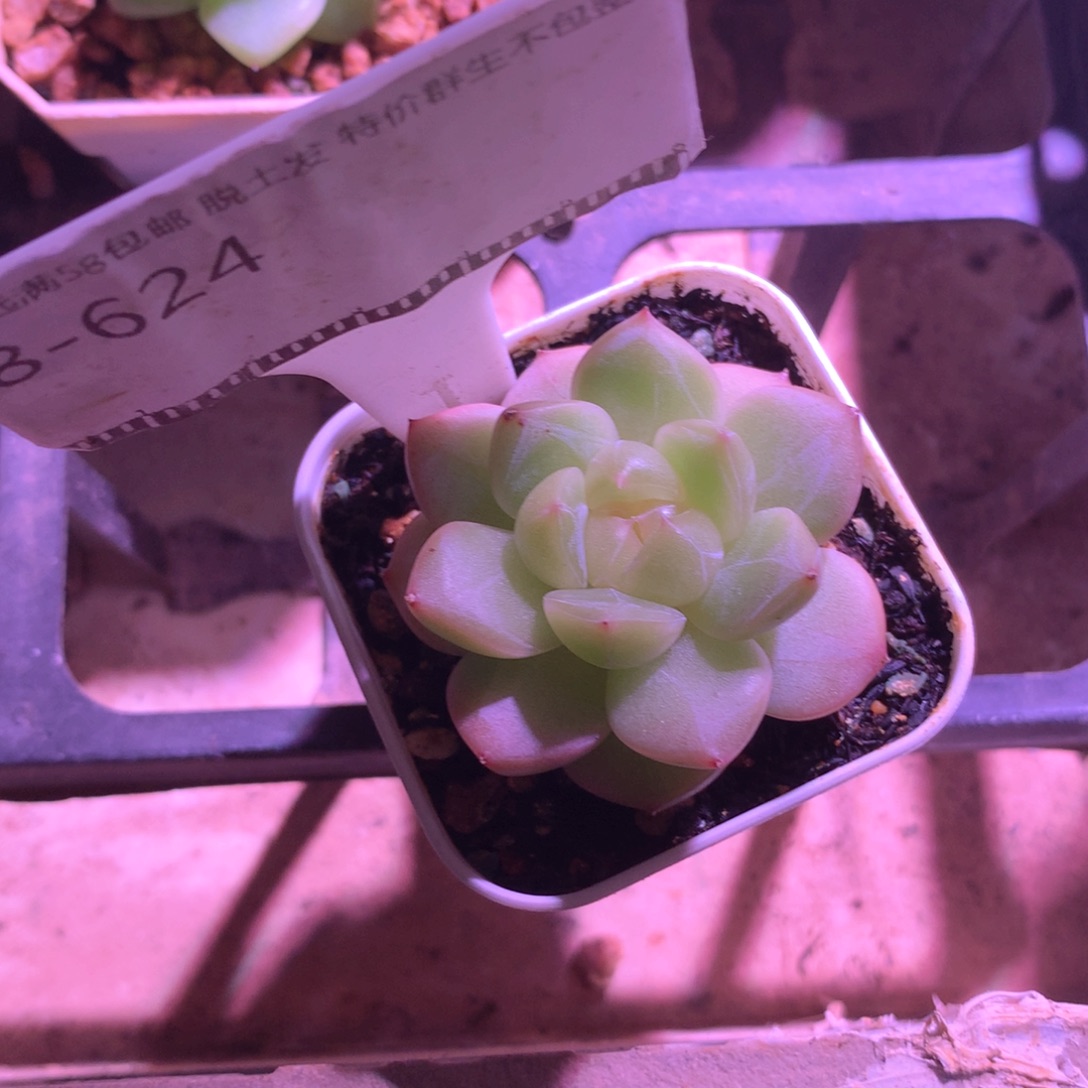 珍妮优选精品58包邮