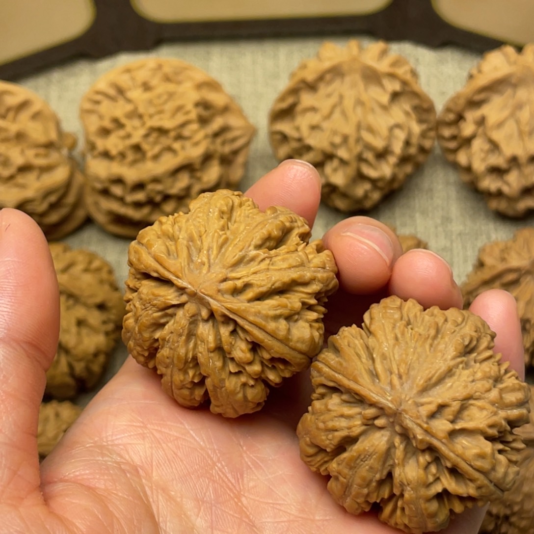 核桃秦岭核桃13号