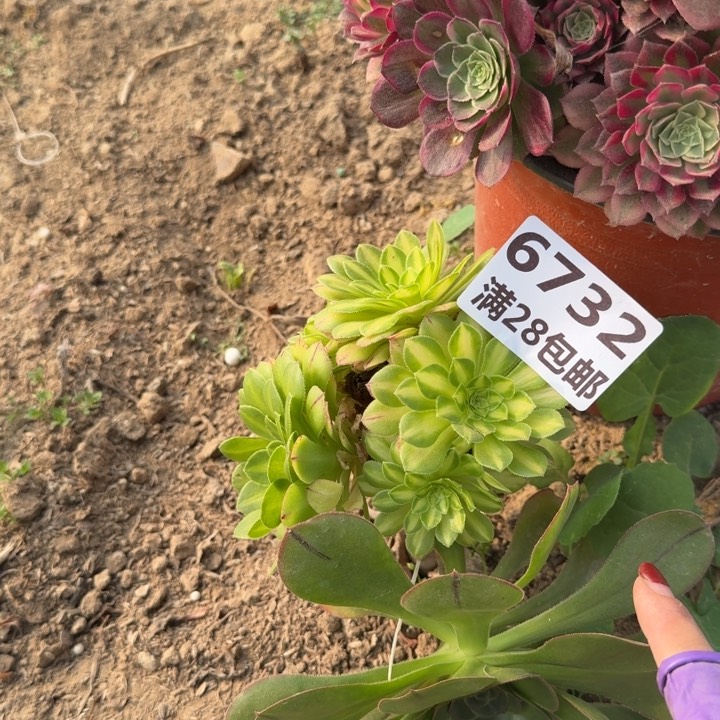 6732三号棚嫁接福利知否B