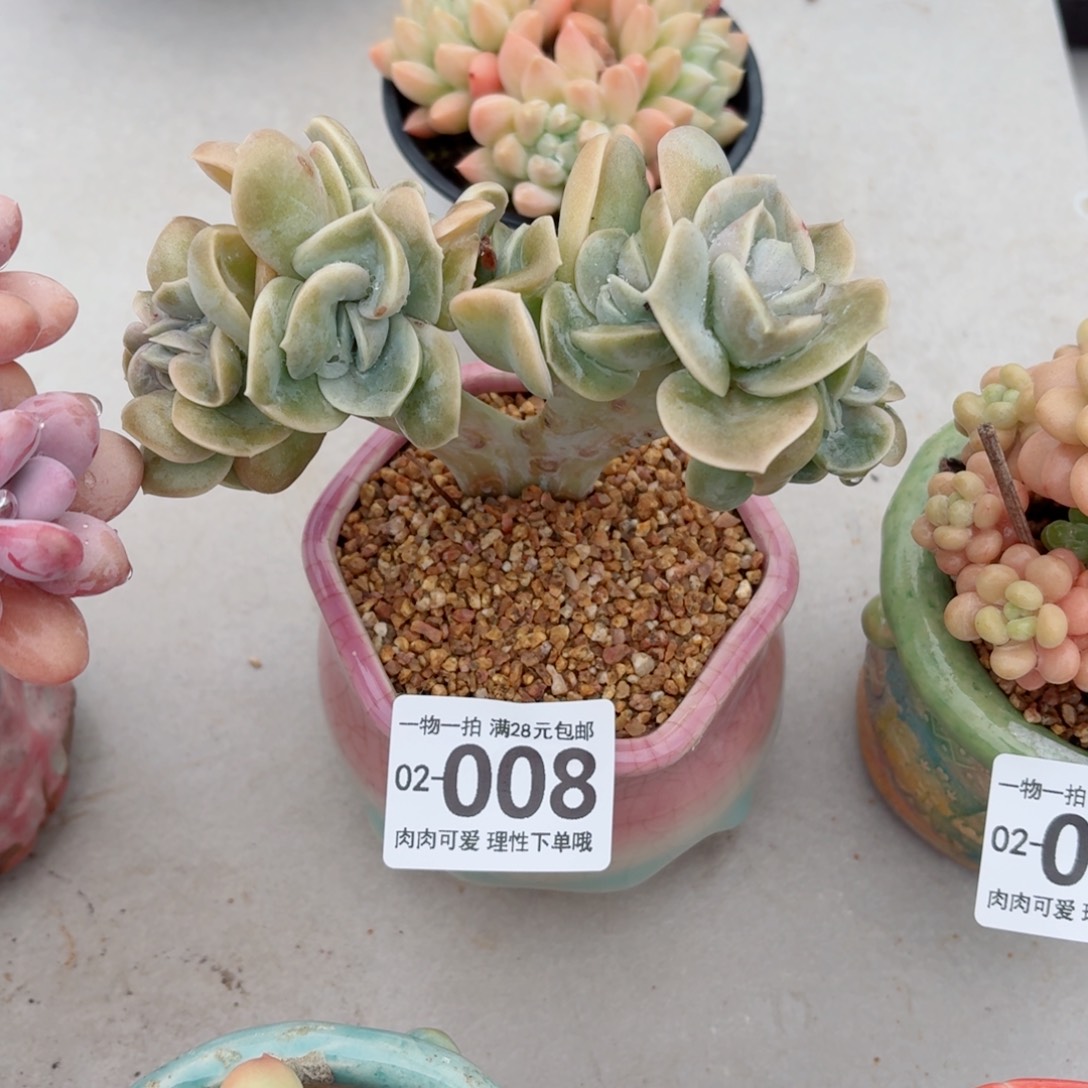 可爱玫瑰缀化无盆土发货无