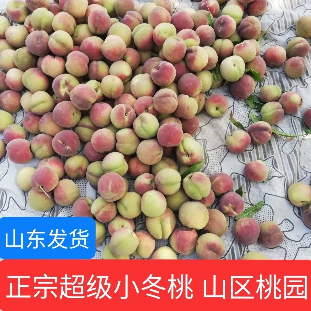 小冬桃新鲜毛桃脆爽酸甜当季水果