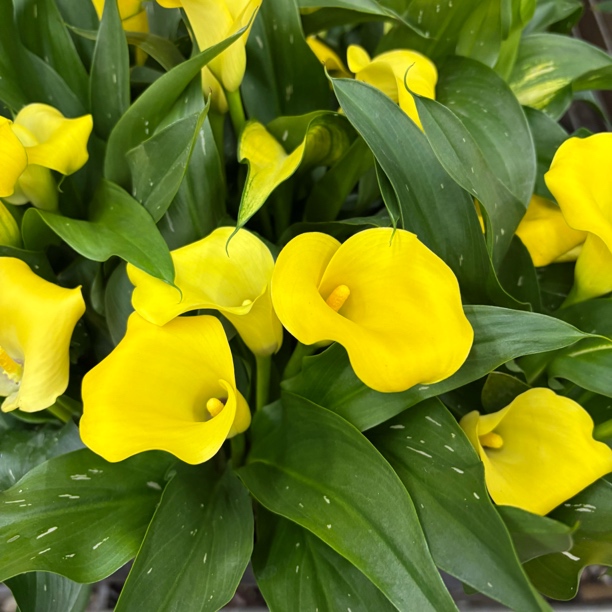 【缤纷甄选】精品彩色马蹄莲黄色到手一盆