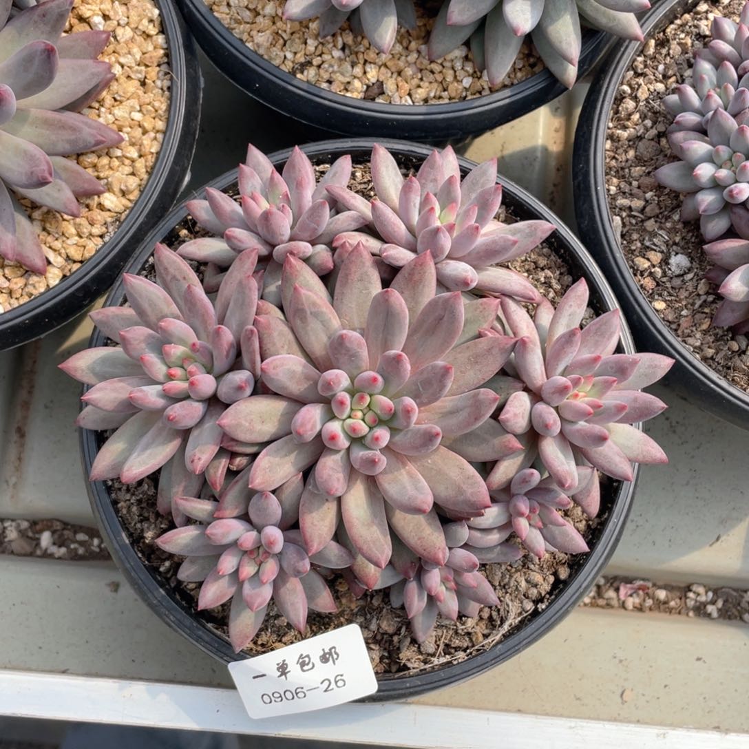 0906-26-虞美人。。。。。