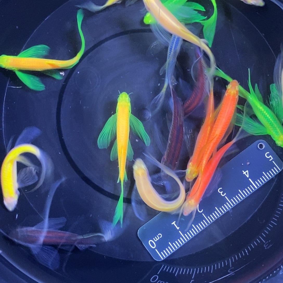 斑马鱼蝶翼斑马3.5-4厘米16送一