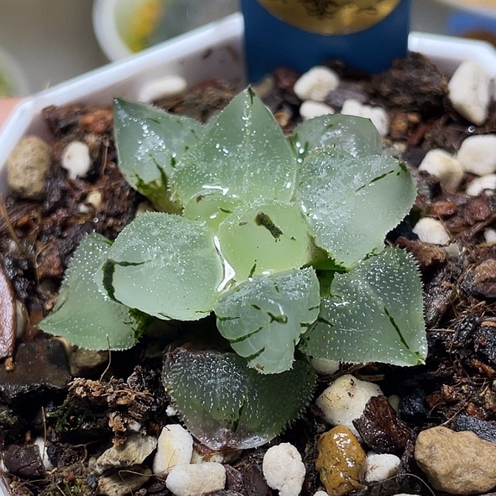 649冰玉鸾特选福利