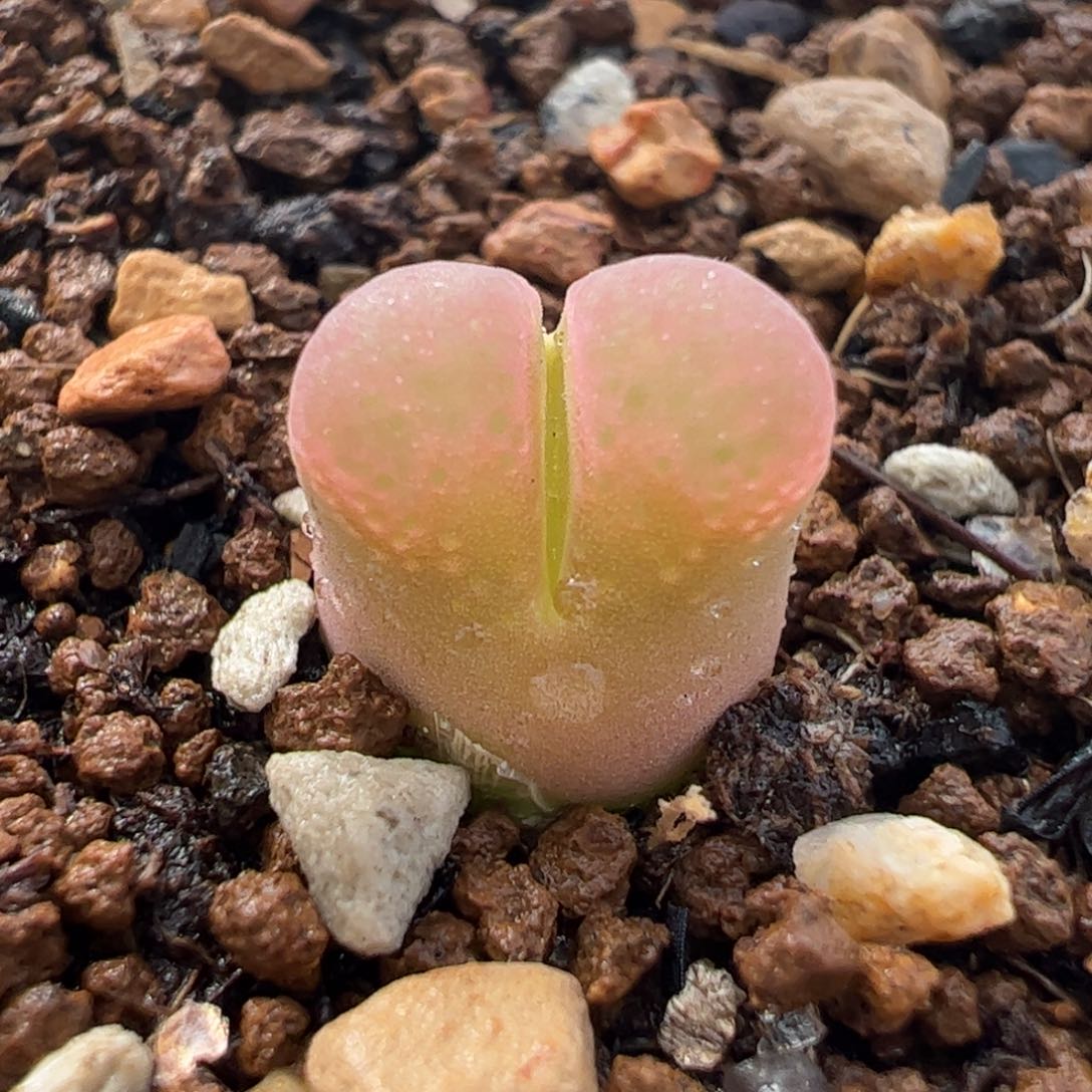 662多肉植物百科