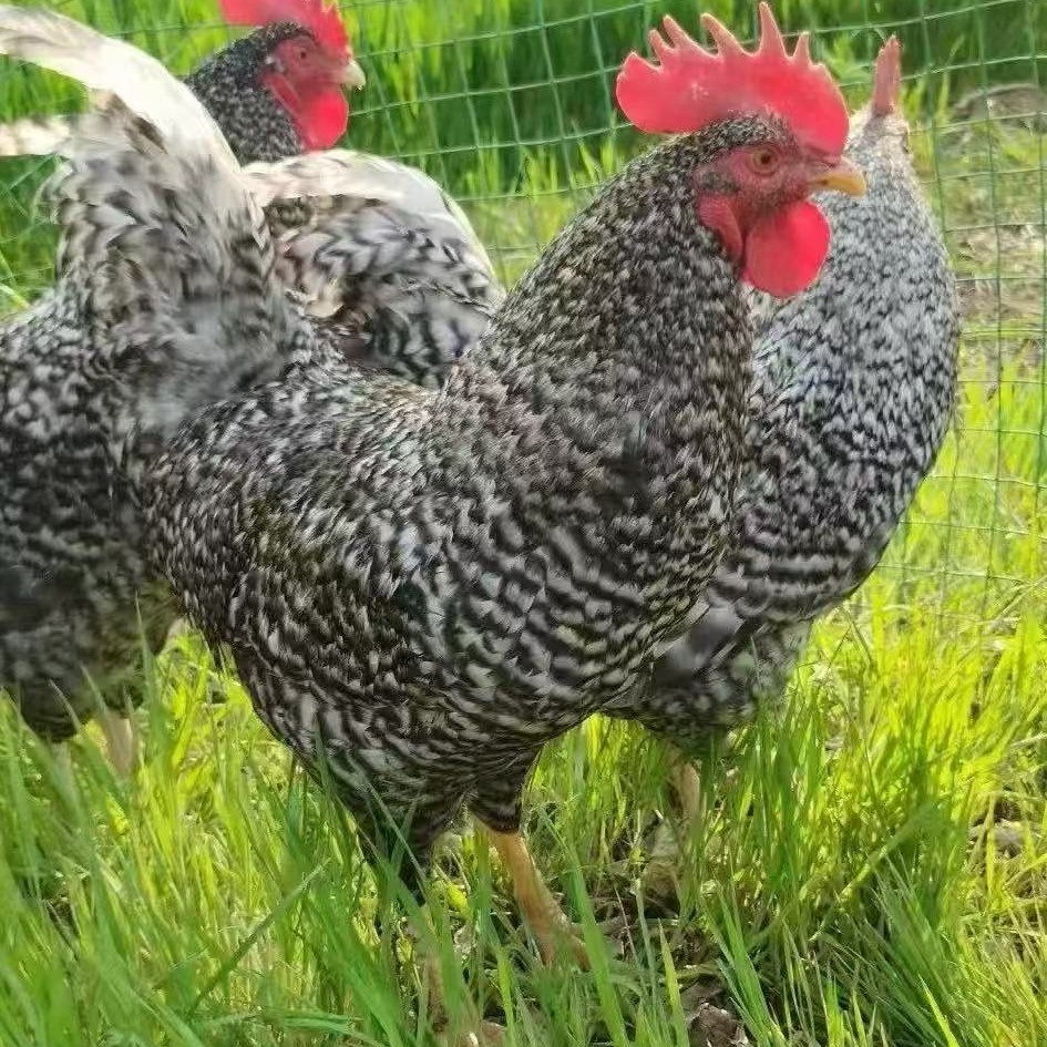 10只 宠物鸡 黑芦花鸡 绿壳蛋  包活到家