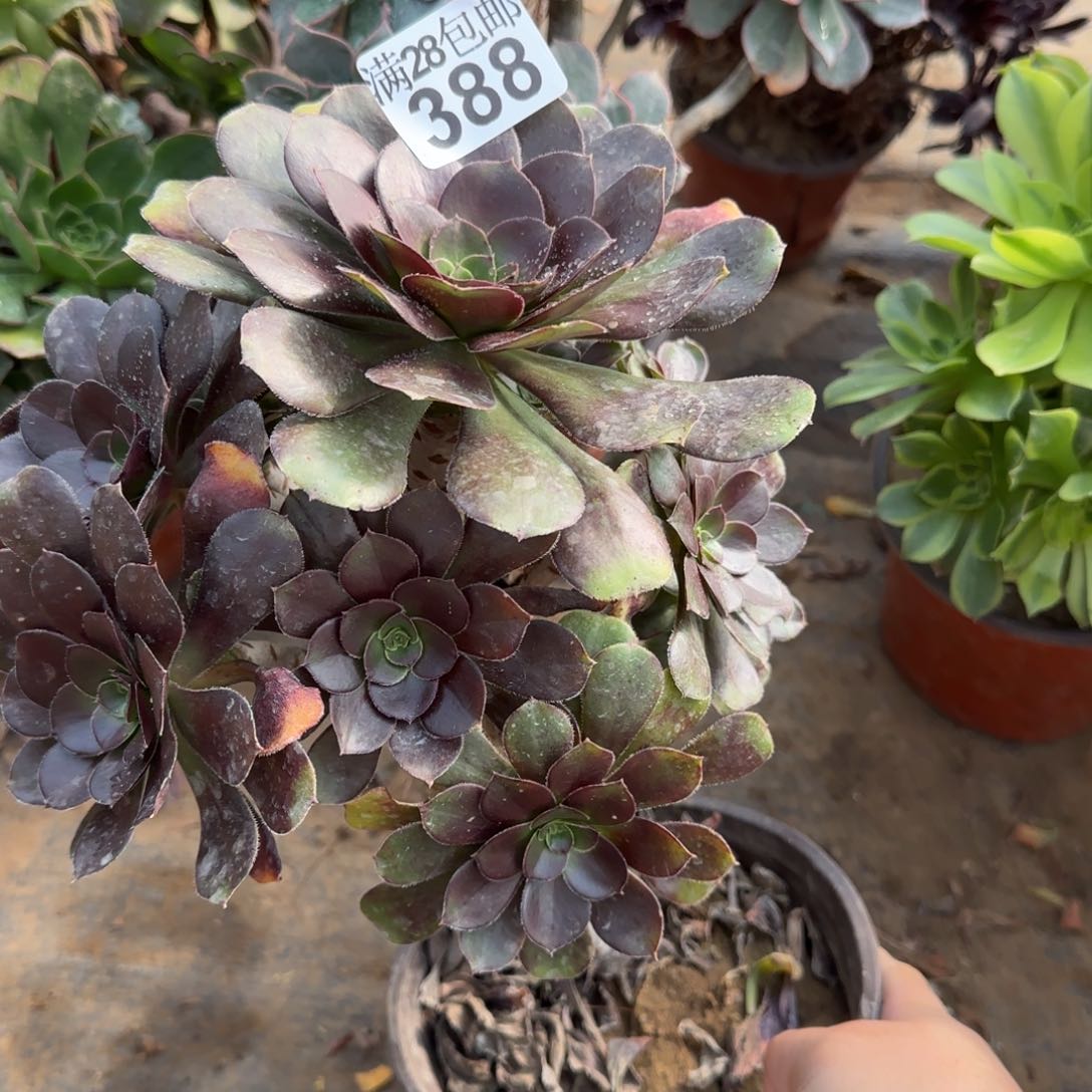 炫彩圆叶多肉388满28包邮断枝不包