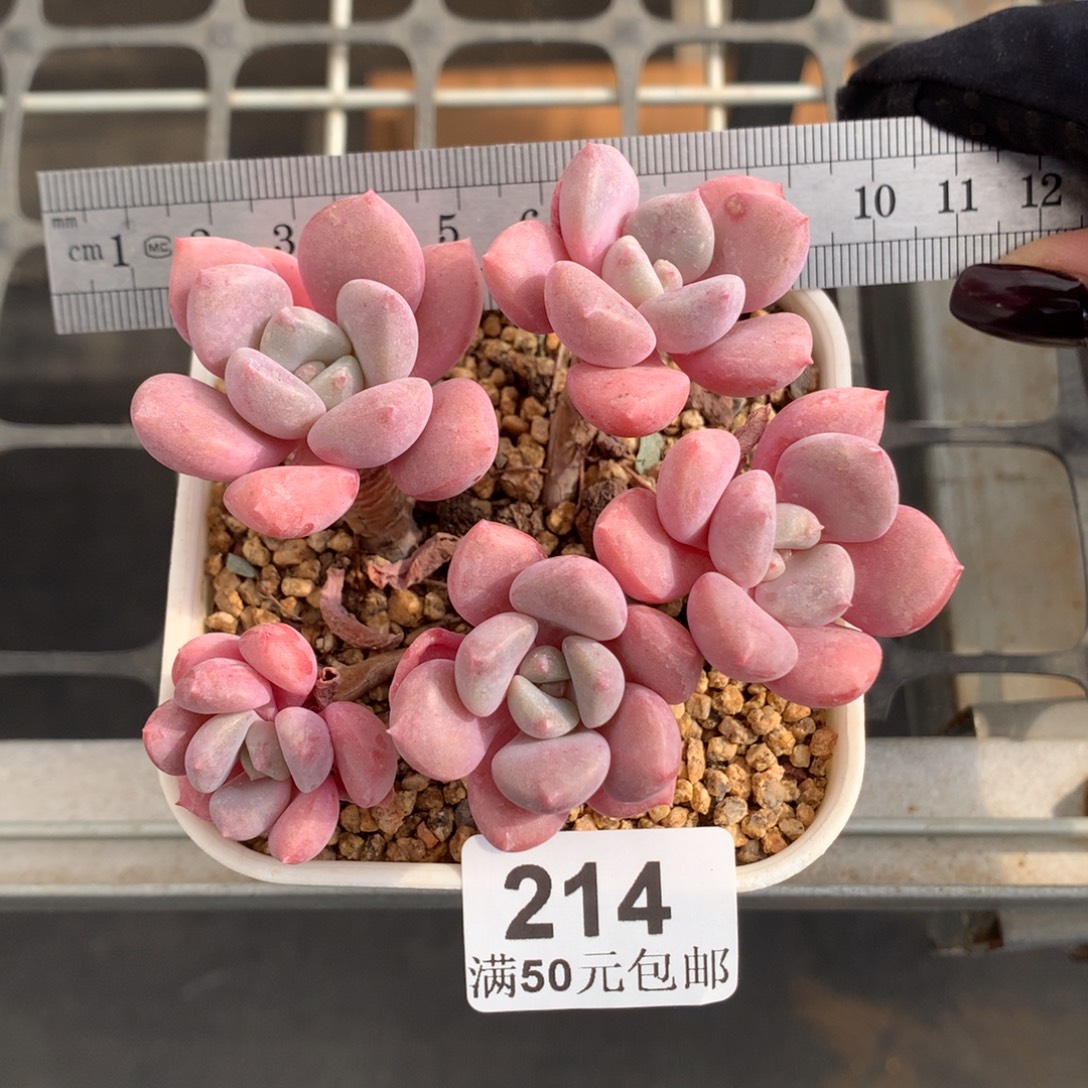 214花斑鹿五头冠服8.5