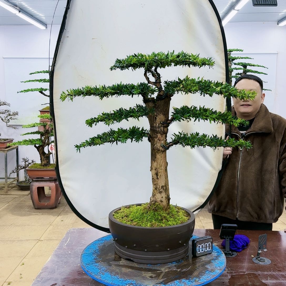 盆景欢迎大家一起来捡漏