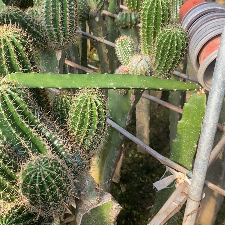 紫蕾丝侧芽5厘米买一送一