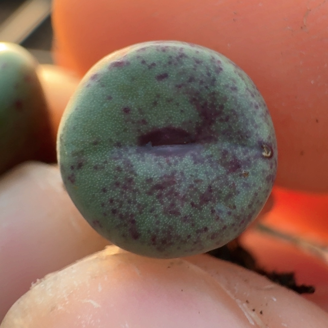 587贝特芬嘴000000000