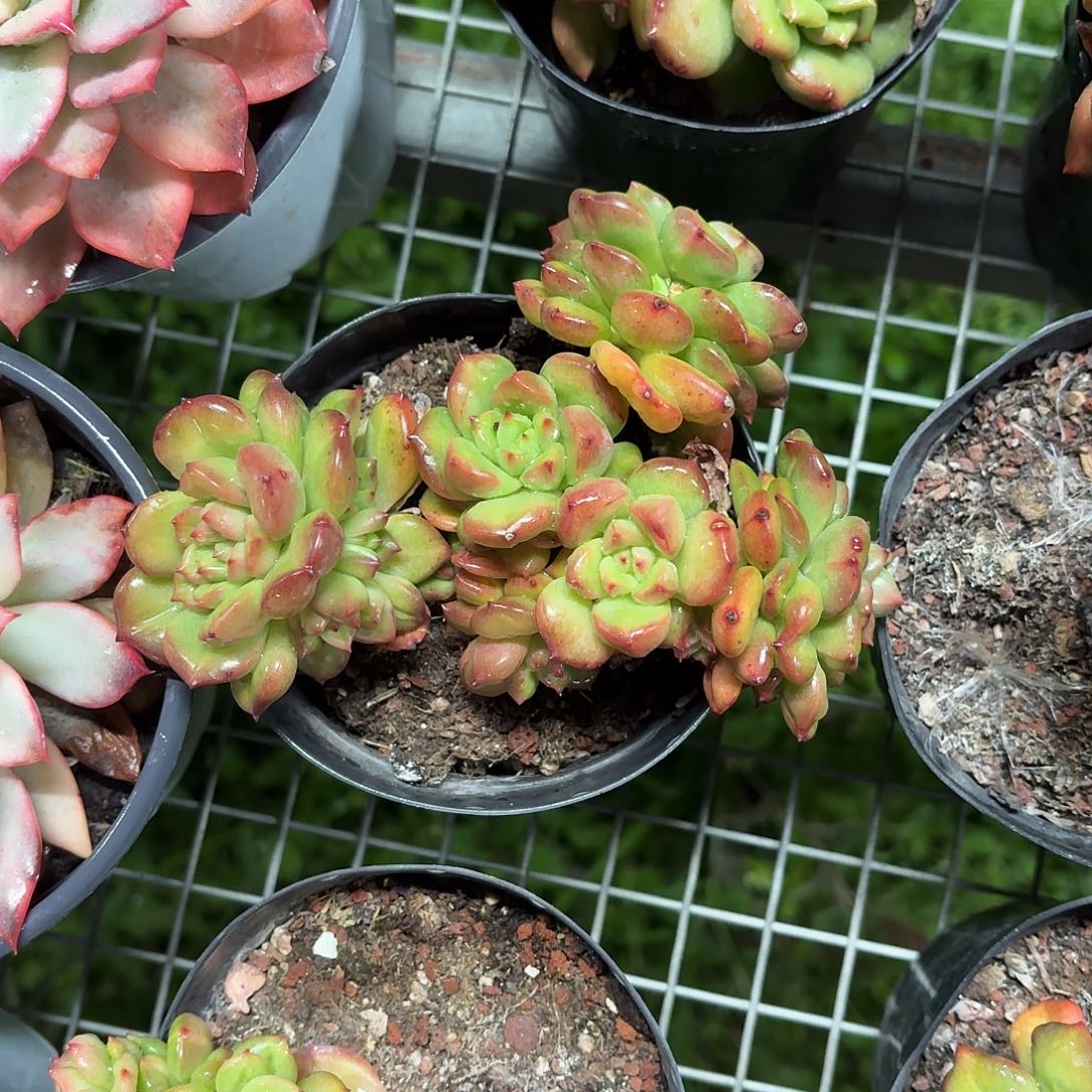 苹果花群生12㎝盆参考