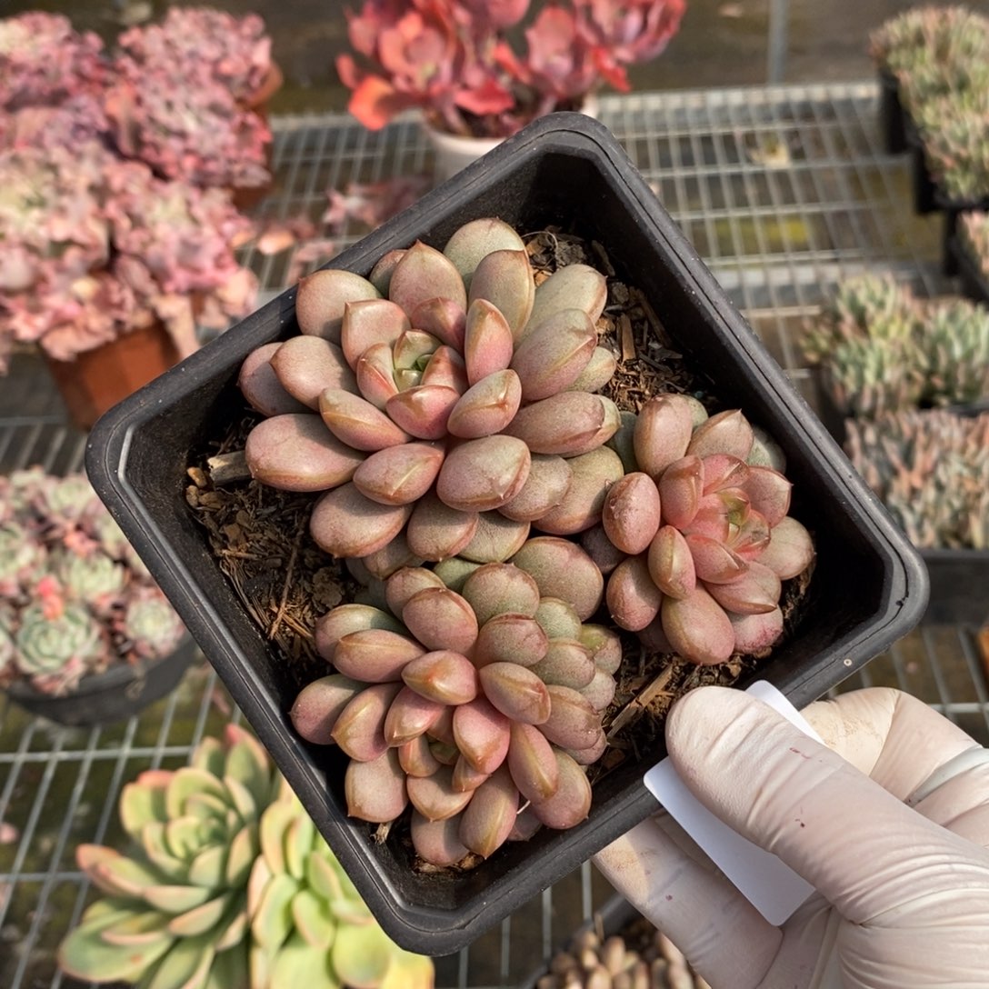 538葡萄多头一物一拍