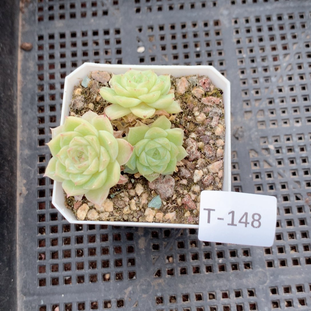 王***霞无花朵T148英语英语