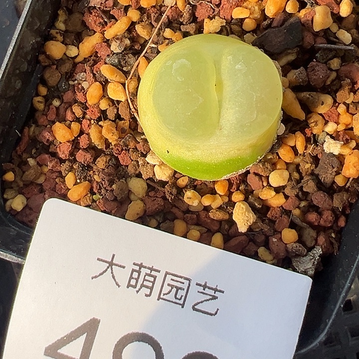 一物一拍脱土发。 498