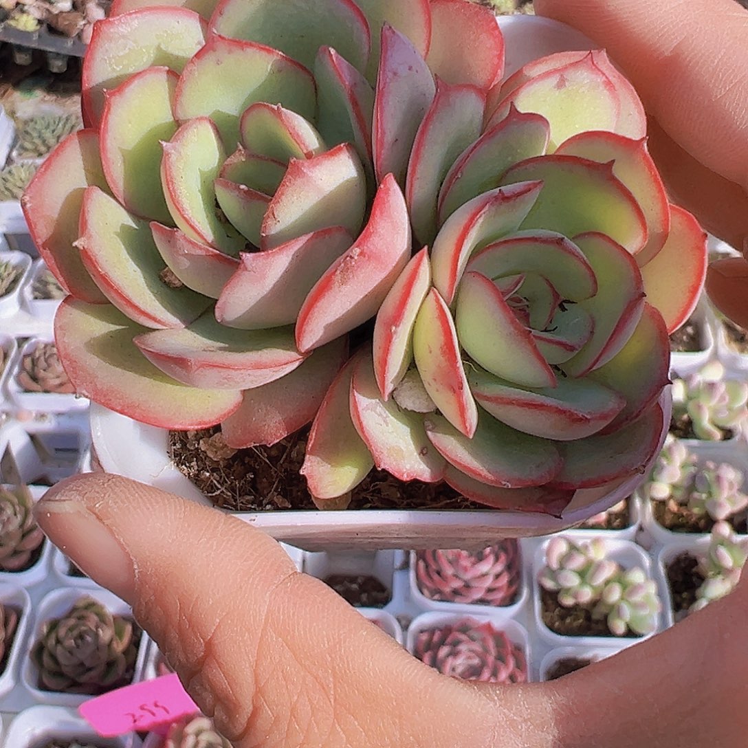 双头牡丹亭19包邮多肉