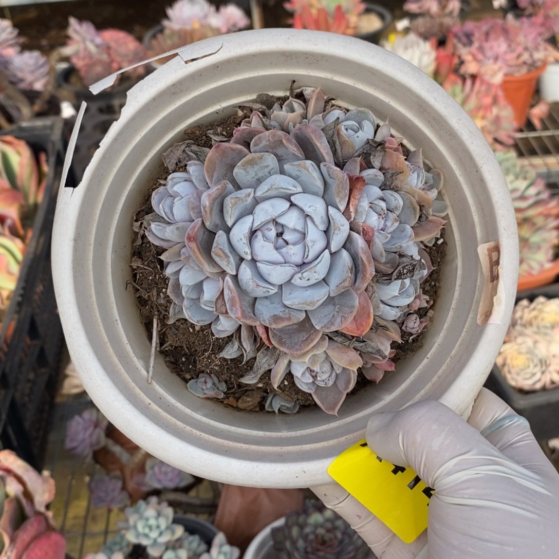 414汉堡手捧一物一拍