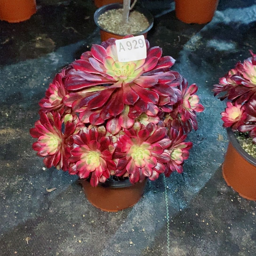 黑铜白929多肉11111