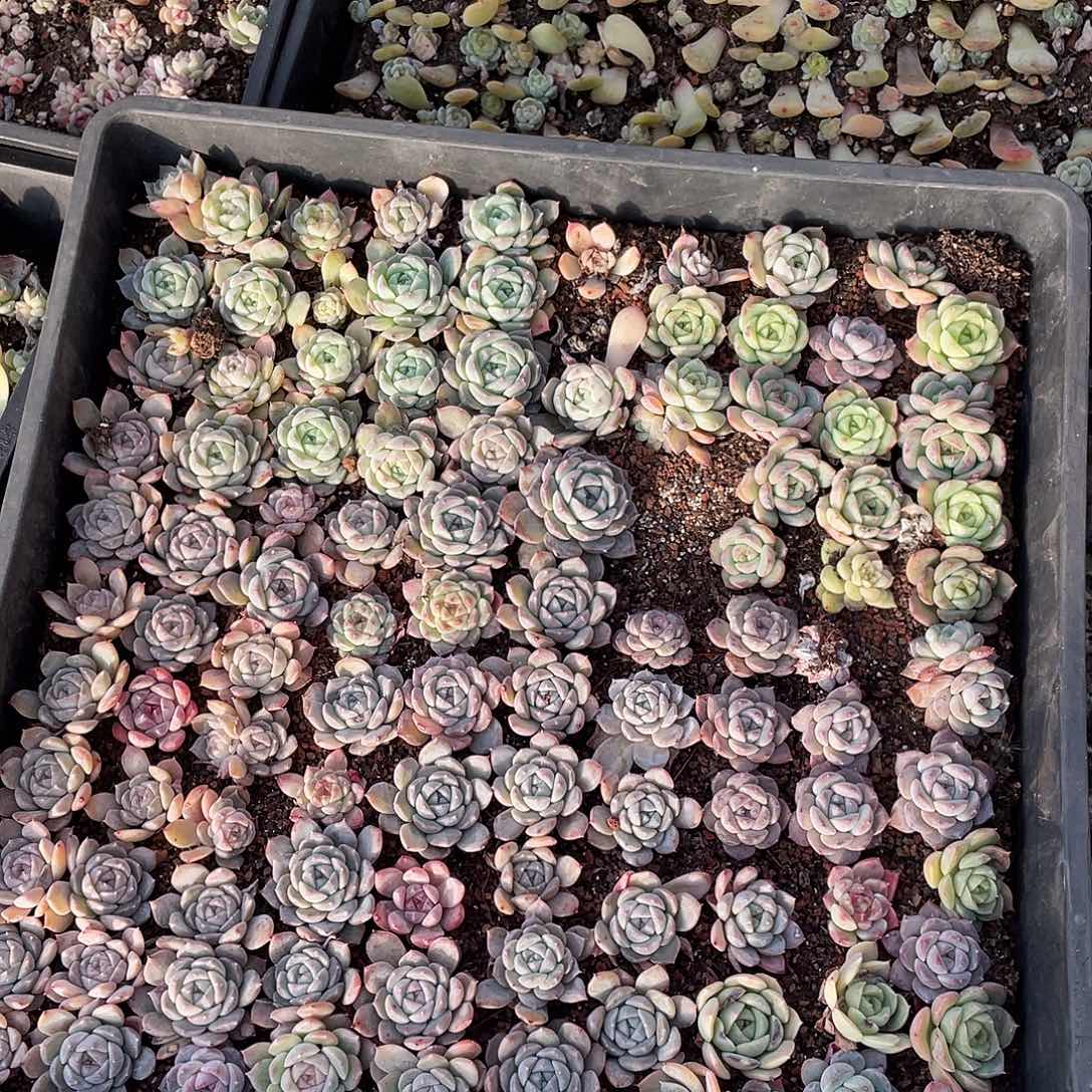 阿***～238。切盒发货。          