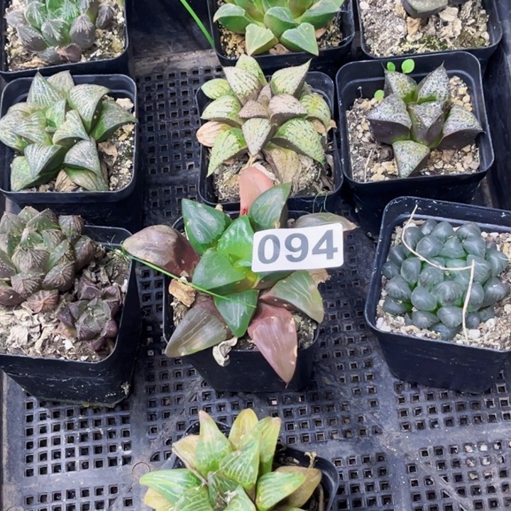 094寿一物一图如图带盆