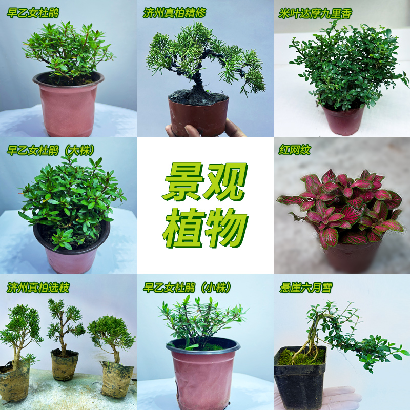鱼缸造景植物微景观苔藓水草蕨类植物水陆缸雨林缸乌龟缸室内盆栽