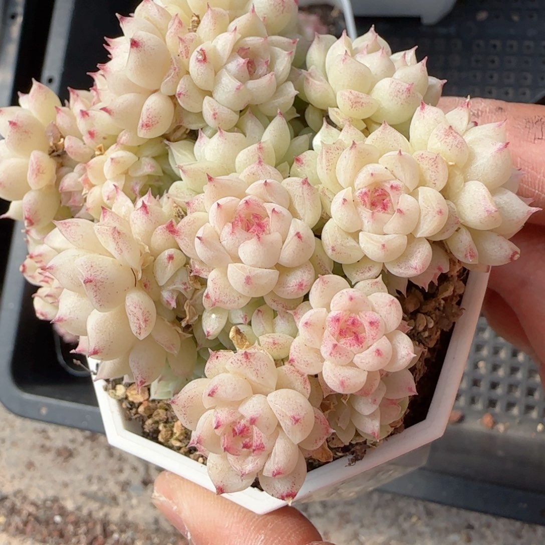 家****枚【闪购商品】0219-115粉糖心优选麦杆