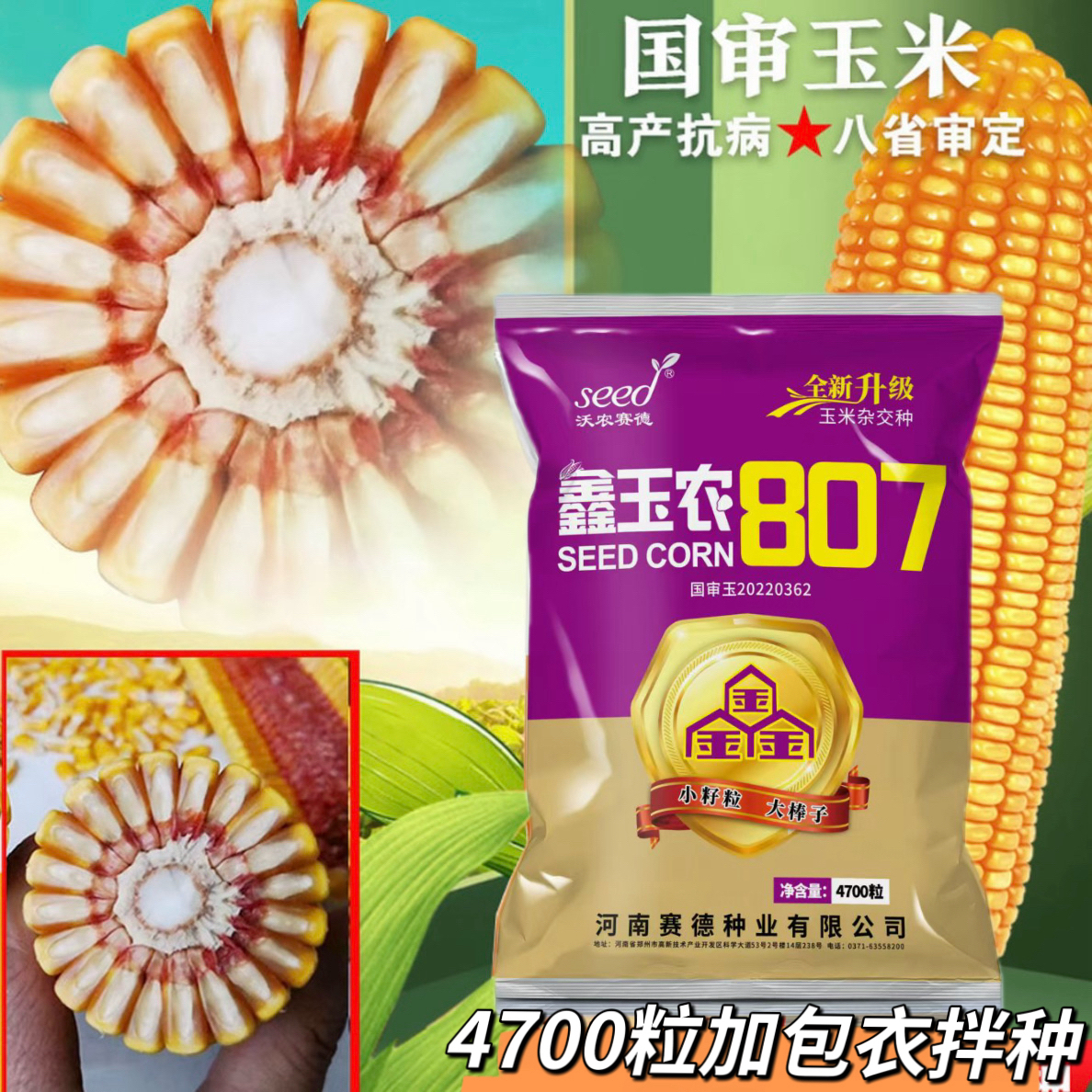 【鑫玉农807】国审高产玉米种抗病抗倒耐高温稳产高产玉米种子矮杆