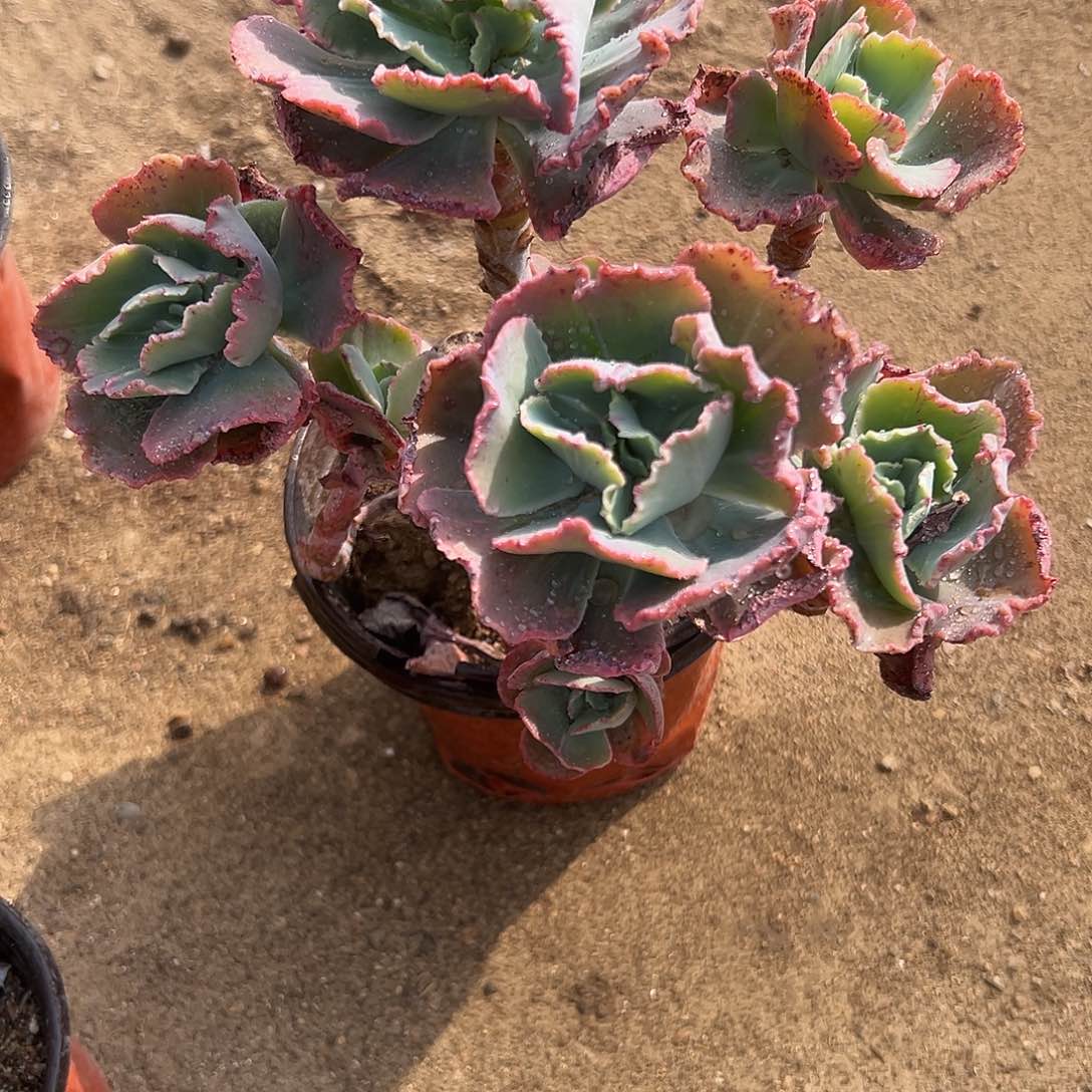 多肉植物舞会红群