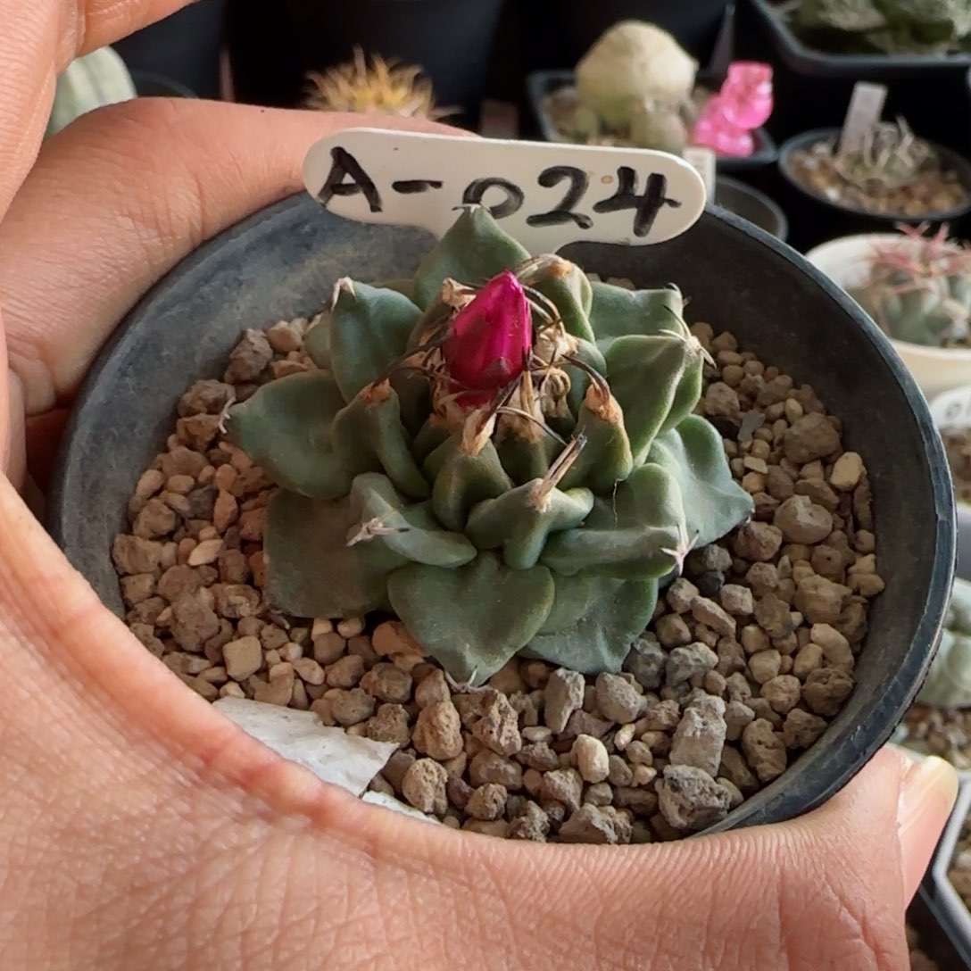 A-024实生赤花娇丽