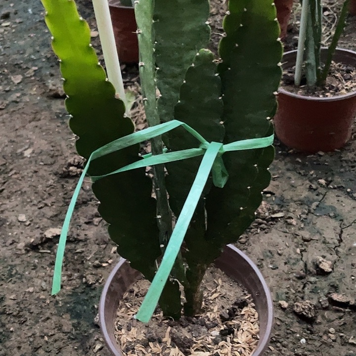 中**牌令箭荷花盆栽红菊色