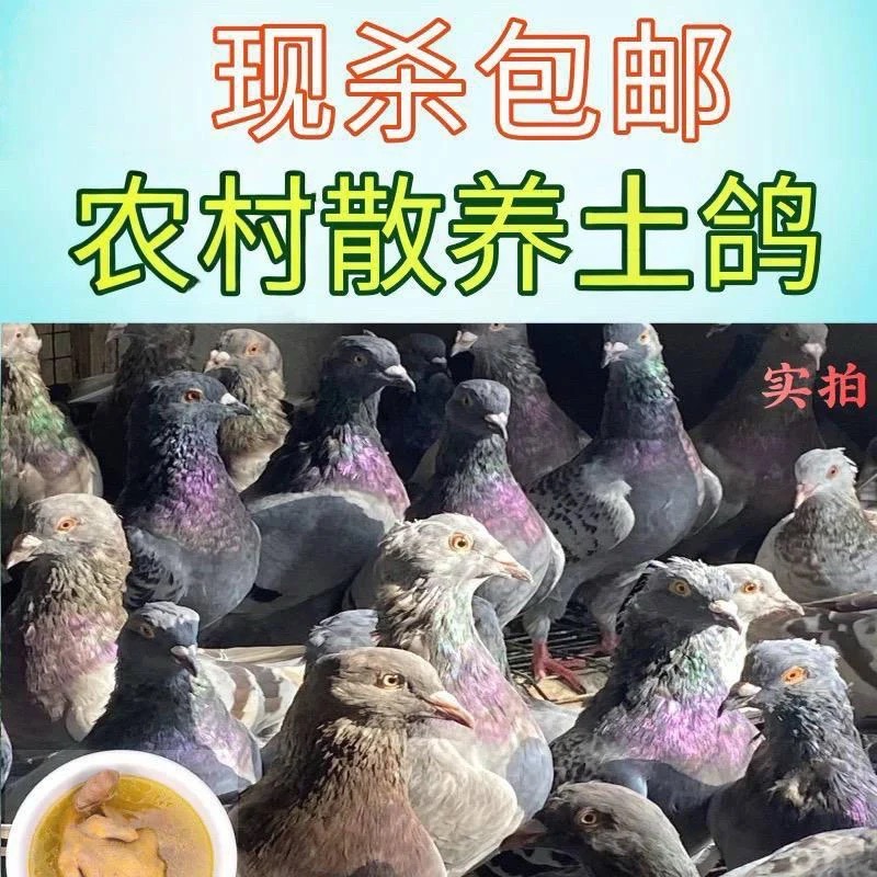 土鸽子新鲜现杀带头带脚带内脏正宗农家散养鸽子肉炖汤