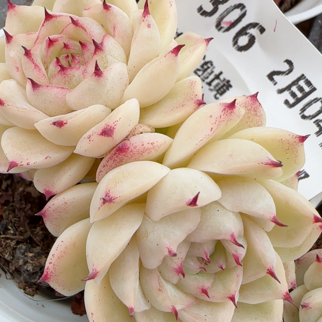 花语逸镜0204-306