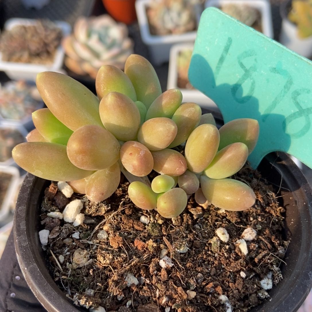 1878芒果美人多肉植物保护