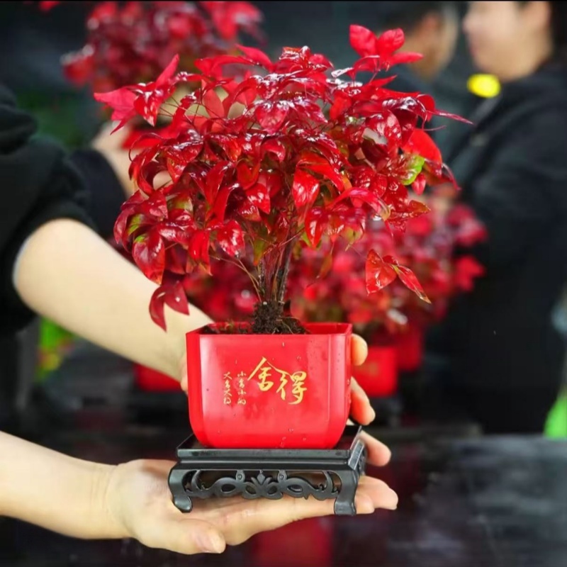 AA【火焰南天竹】南天竹耐寒零下20度桌面年宵花卉红叶绿植四季种植