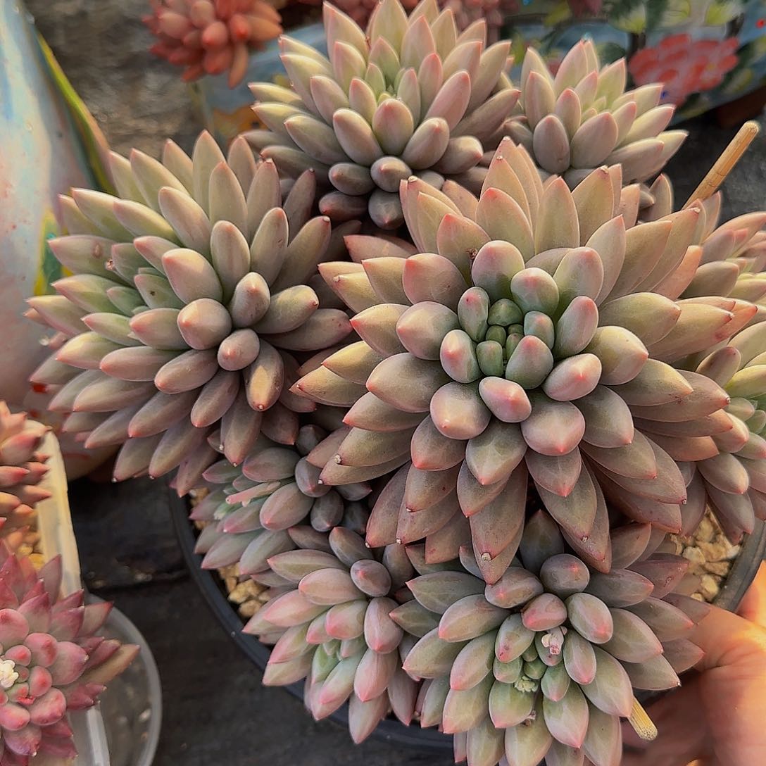 子**妈呃呃呃呃呃呃呃呃呃呃呃呃呃