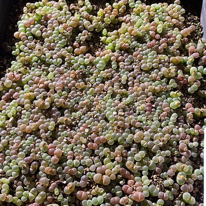 5332。  编号混风铃两筐。   