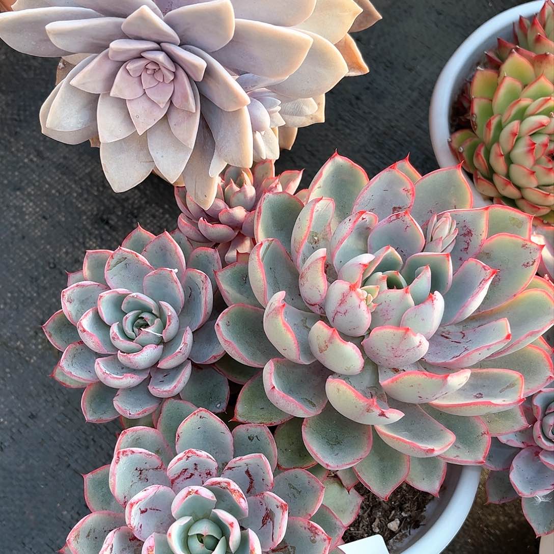 鹤拉女王群18010