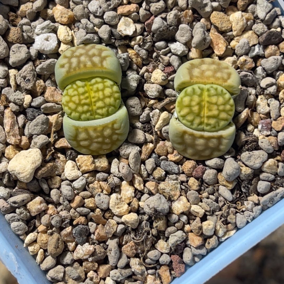 7938青柠2颗尺寸1.6